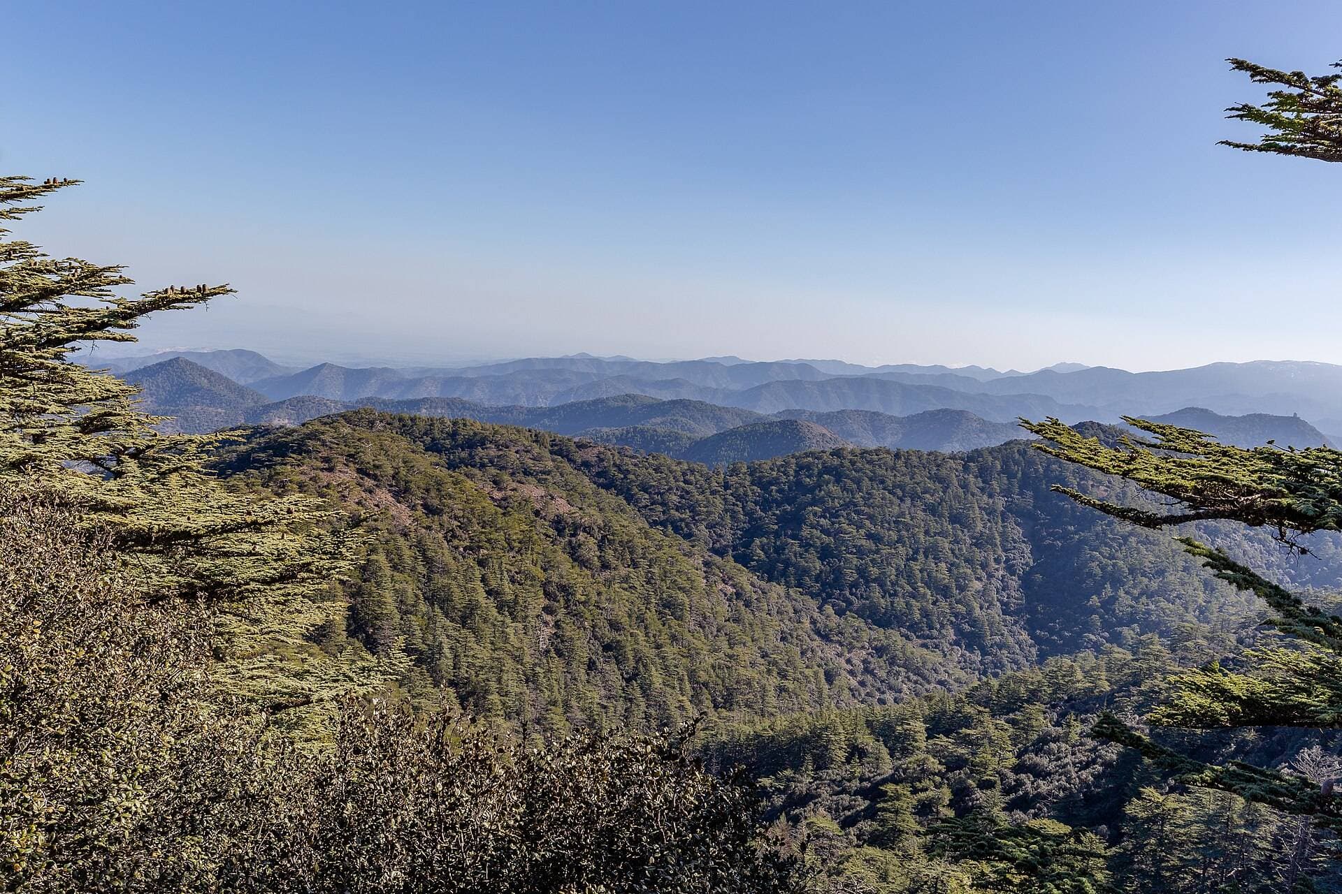Zalesione grzbiety gór Troodos widziane ze szczytu Tripylos